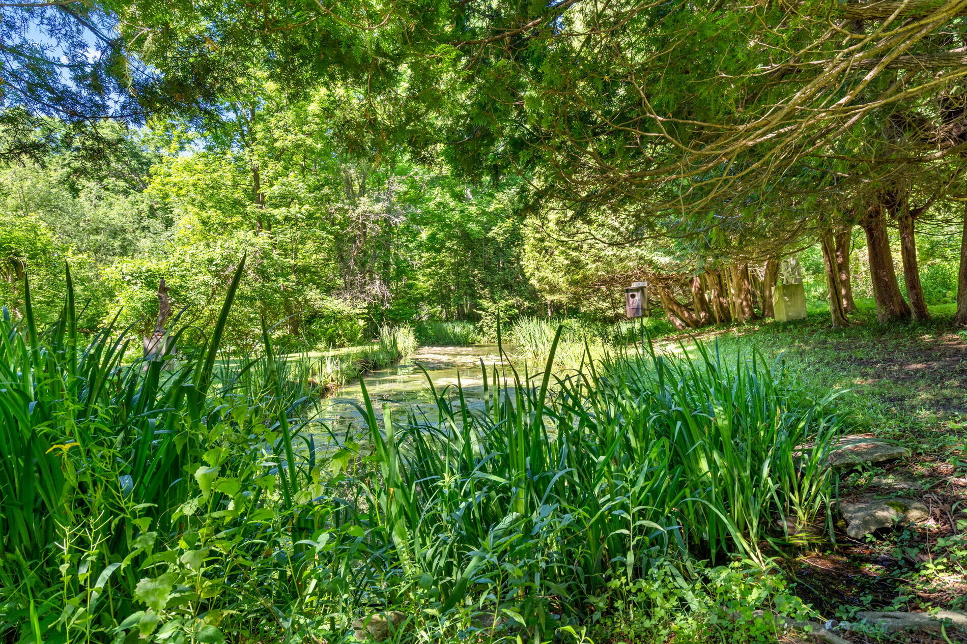 Spring-fed pond